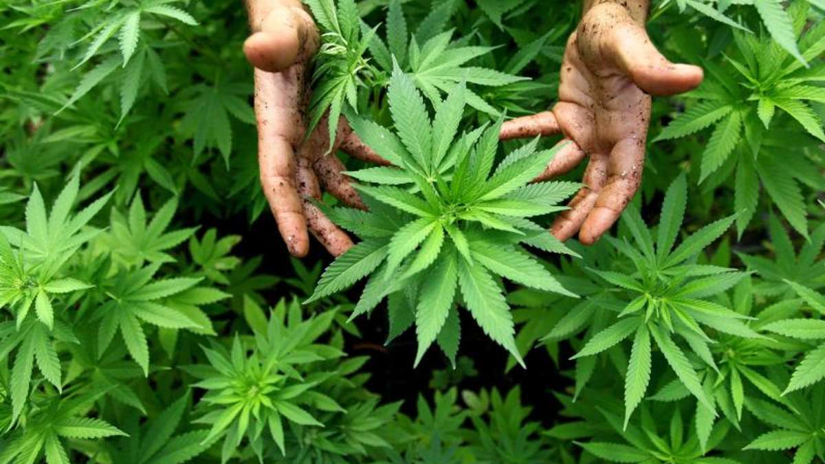 Bad Salzungen: 20 Cannabis-Pflanzen bei Drogenzüchter entdeckt