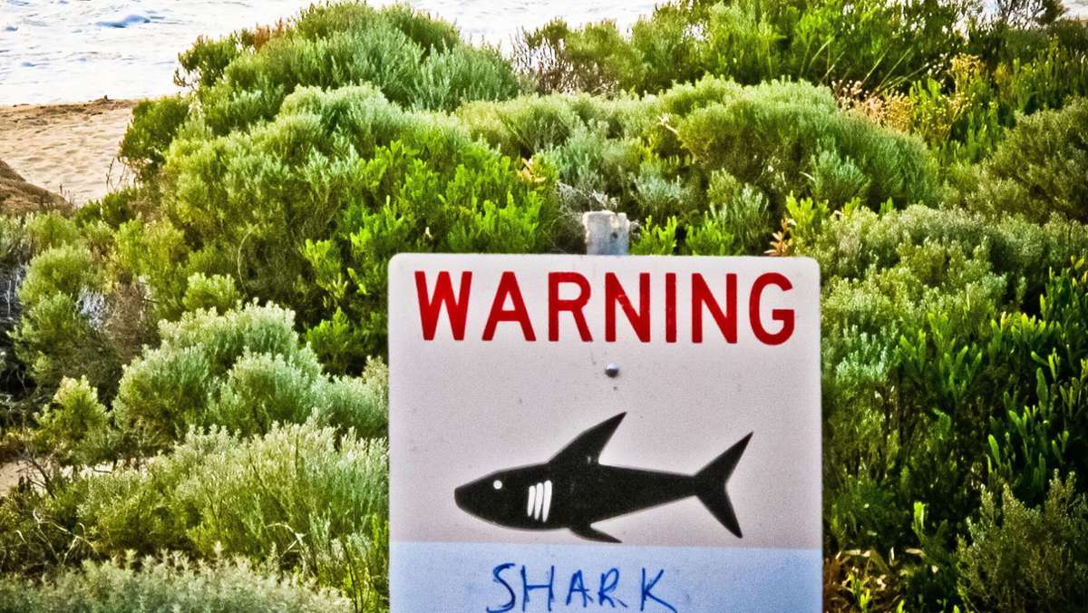 Hai-Angriff in Australien: Surfer vor australischer Ostküste bei Hai-Angriff gestorben