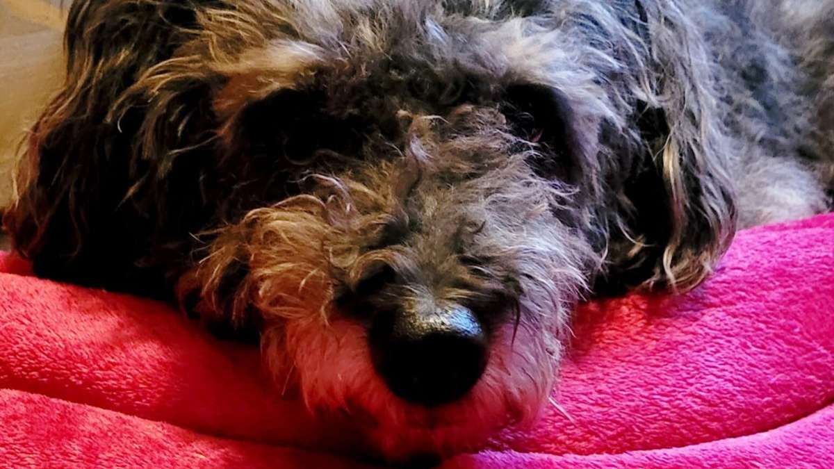Fundhund in Hasenthal: Ein halbes Happy End für Hündin Lisa