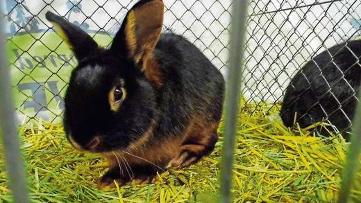 Bad Salzungen: Hiesige Kaninchenbestände durch Virus bedroht
