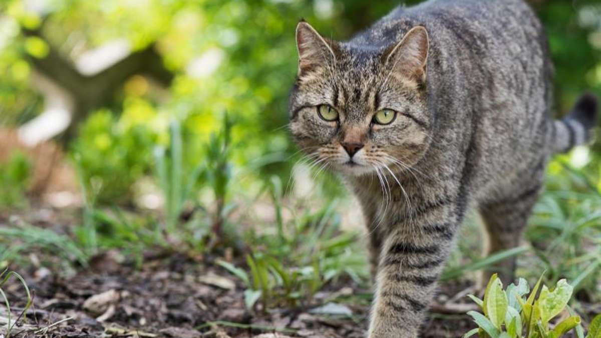 Thüringen: Katze mit Luftgewehr beschossen  Polizei sucht Zeugen