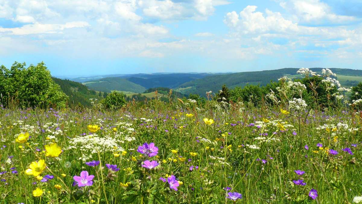 Naturpark Thüringer Wald: Landschaftspflegetrupps bewahren Artenvielfalt