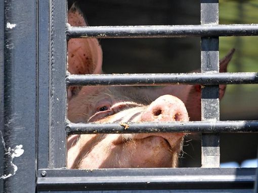 Ein Schwein schaut durch das Gitter eines LKW-Tiertransports. Foto: Hendrik Schmidt/dpa-Zentralbild/dpa