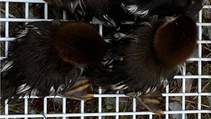 Meininger Feuerwehr: Vier kleine Enten-Babys gerettet