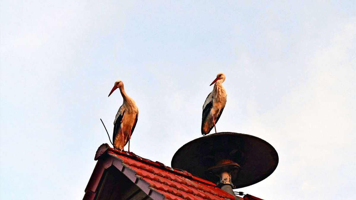 Tierischer Besuch: Storchenpaar beehrt die Harraser Storchenfreunde