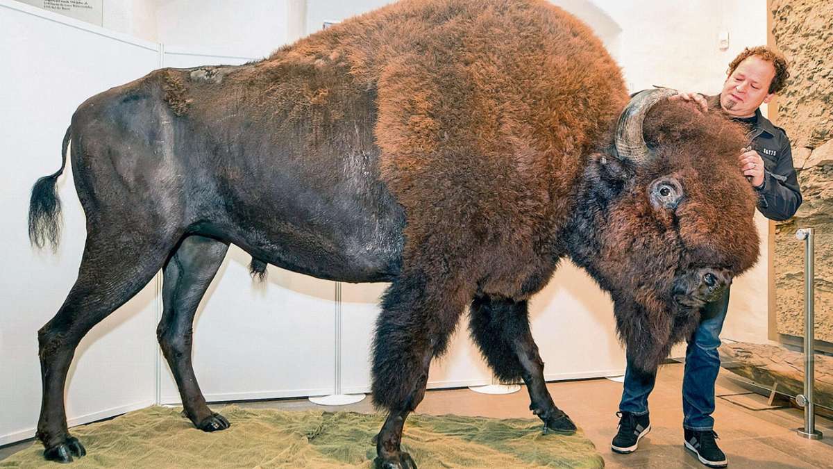 Erfurt: Mit Knochen aus Stahl: Zoo-Liebling Lakota im Museum