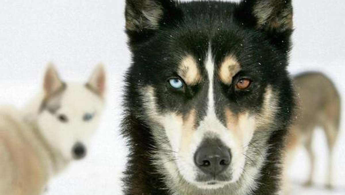 Suhl/ Zella-Mehlis: Hund beißt anderen zu Boden, Herrchen fährt davon