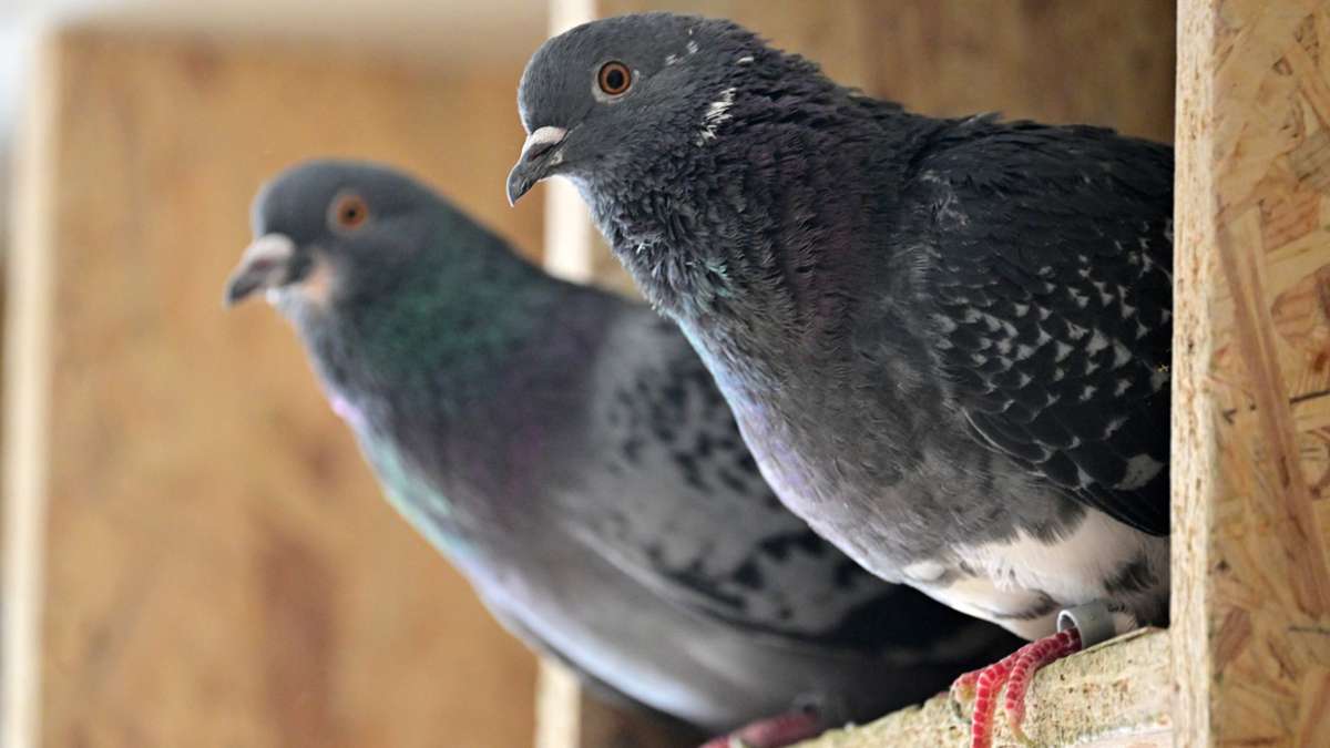 Dermbach: Wende beim Taubenmarkt