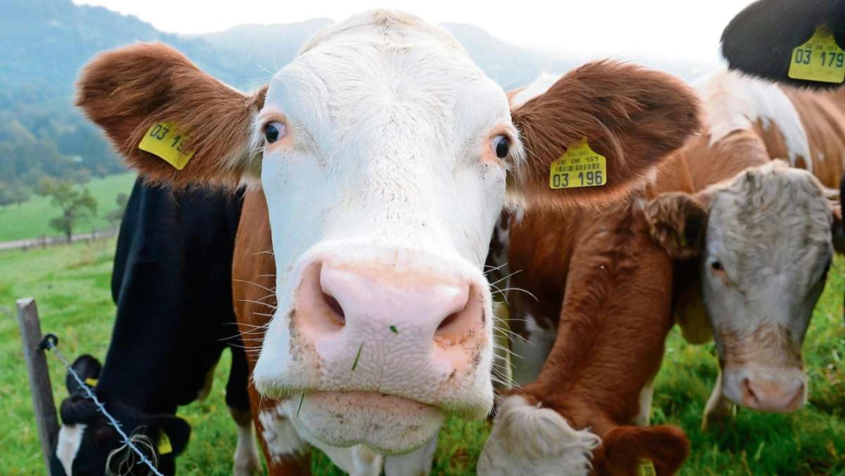 Sonneberg/Neuhaus: Beleidigung Dämliche Kuh bringt gemeinnützige Arbeit ein