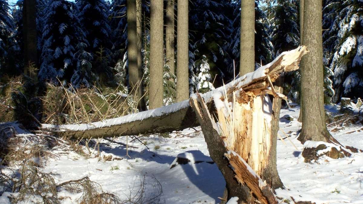 Waldspaziergang: Bei Sturm wird es gefährlich