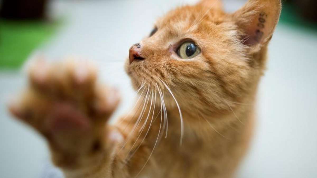 Ämmelstädt: Veterinäramt rettet 64 Katzen aus altem Gasthof