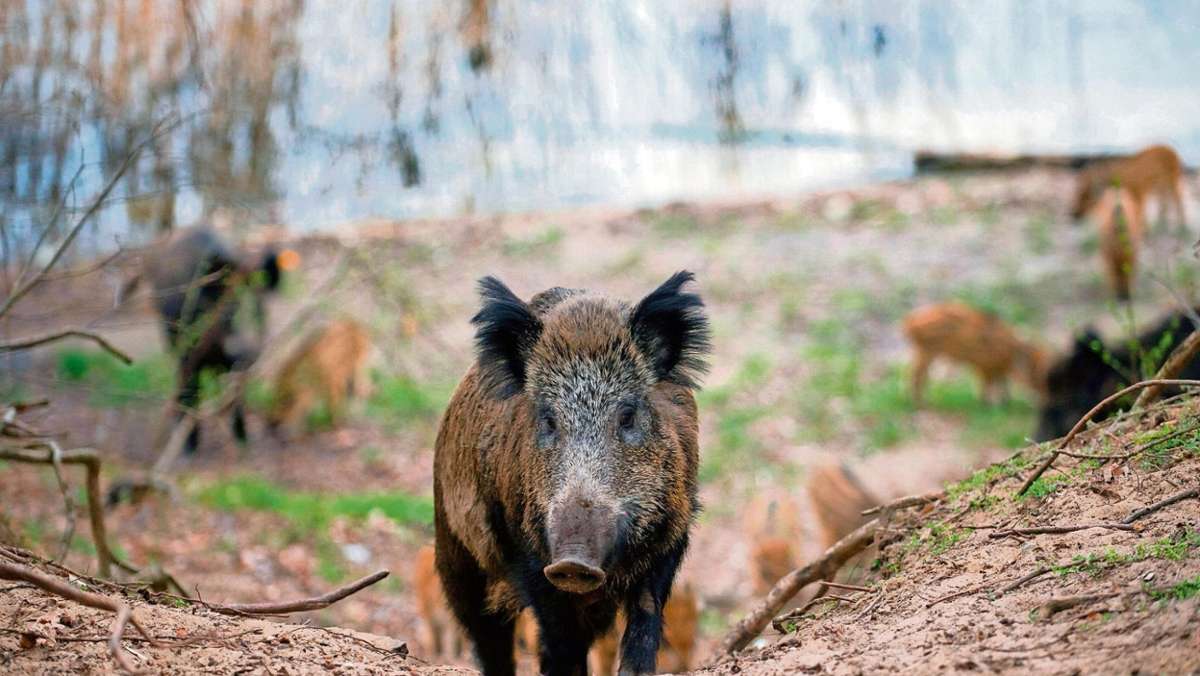 Heldburg/Schönbrunn: Was tun gegen schlaue Schweine ?