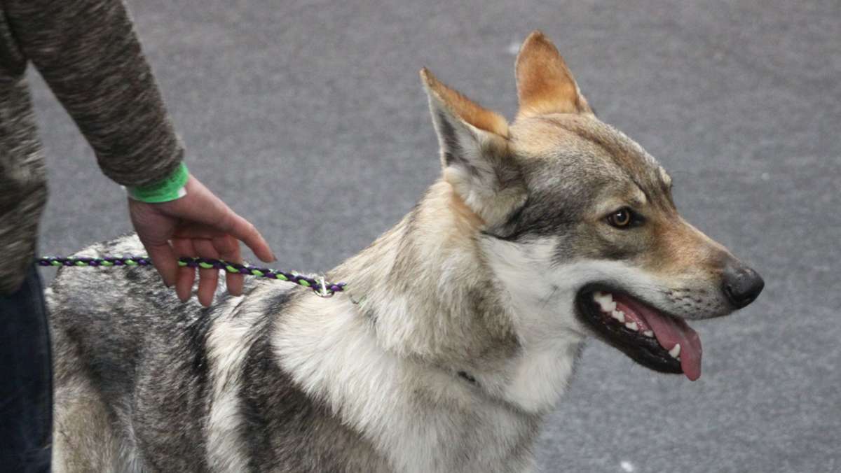 Hundesteuer: Besteuerung wird bürgerfreundlicher