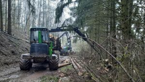 Thüringer Wald: Bessere Wanderwege wenigstens im Stadtwald