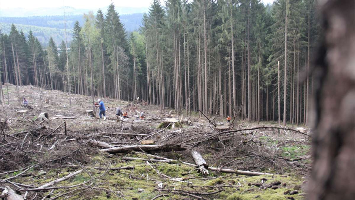 Ein Schritt Richtung Zukunftswald: Löcher stopfen