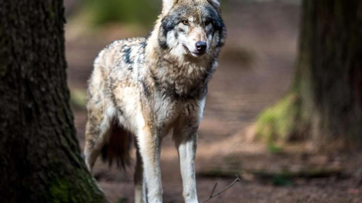 Thüringen: Wolf im Saale-Orla-Kreis vermutet