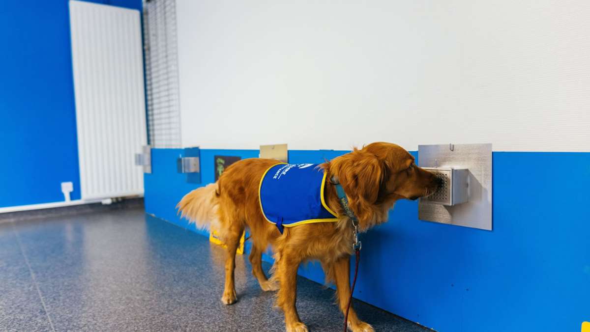 Coronapandemie: Hunde können laut Studie Long Covid erschnüffeln