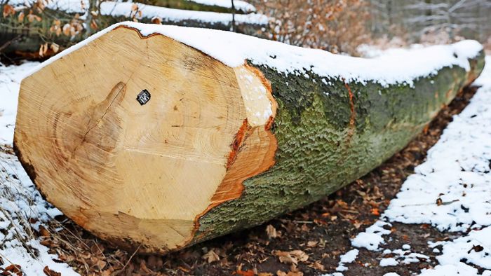 Gemeinde soll für Holzverkauf blechen