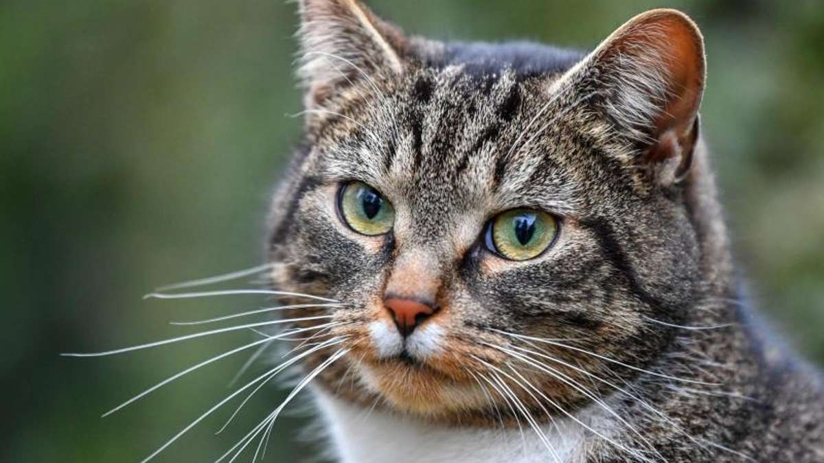 Sonneberg/Neuhaus: Missglückte Rettung: 21-Jähriger will überfahrener Katze helfen und baut Unfall