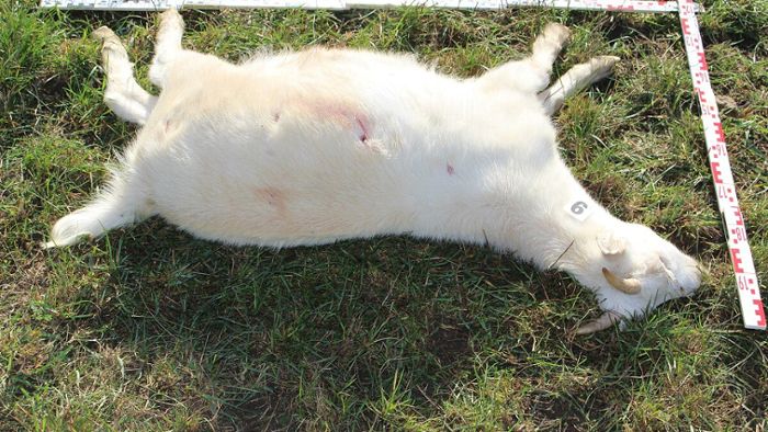 Schafe und Ziegen mit mit Luftdruckwaffe erschossen