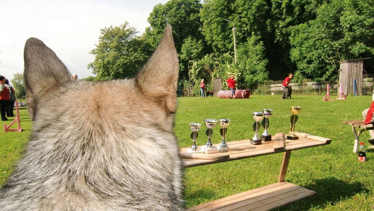 Vereinsjubiläum: Seit 100 Jahren Hundesport in Arnstadt