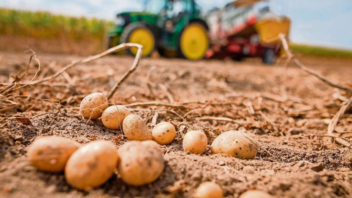 Thüringen: Kleinere Knollen bei Thüringer Kartoffelernte