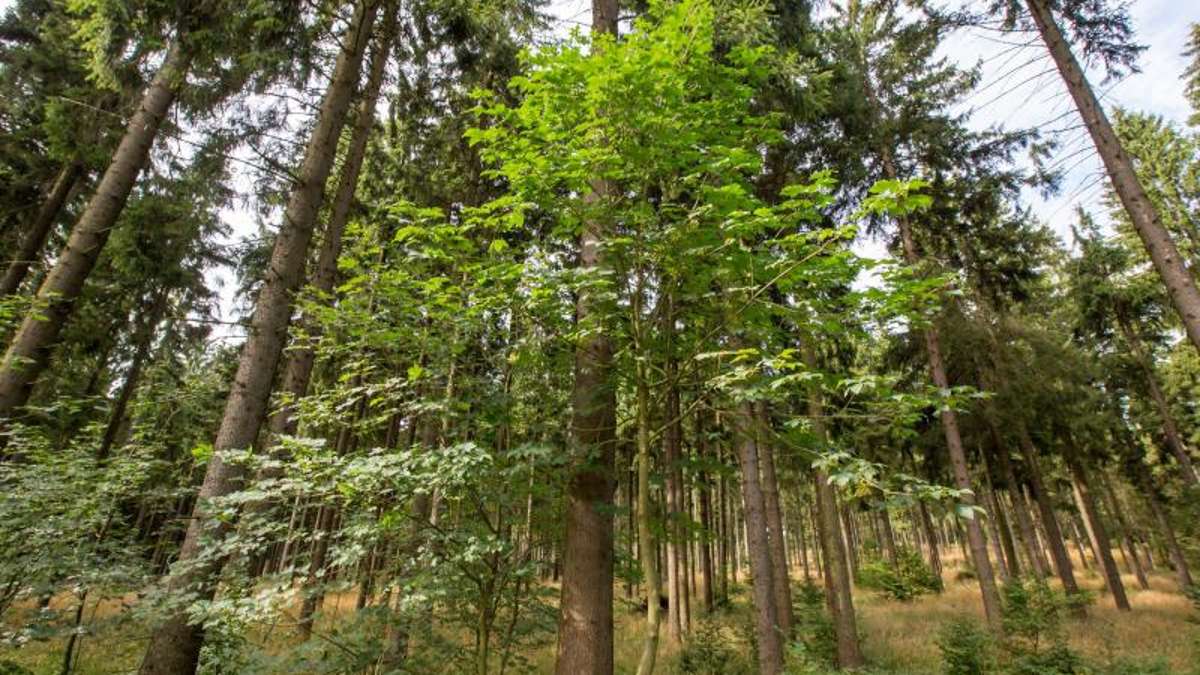 Thüringen: Stürme, Hitze und Schädlinge setzen Thüringens Wäldern massiv zu