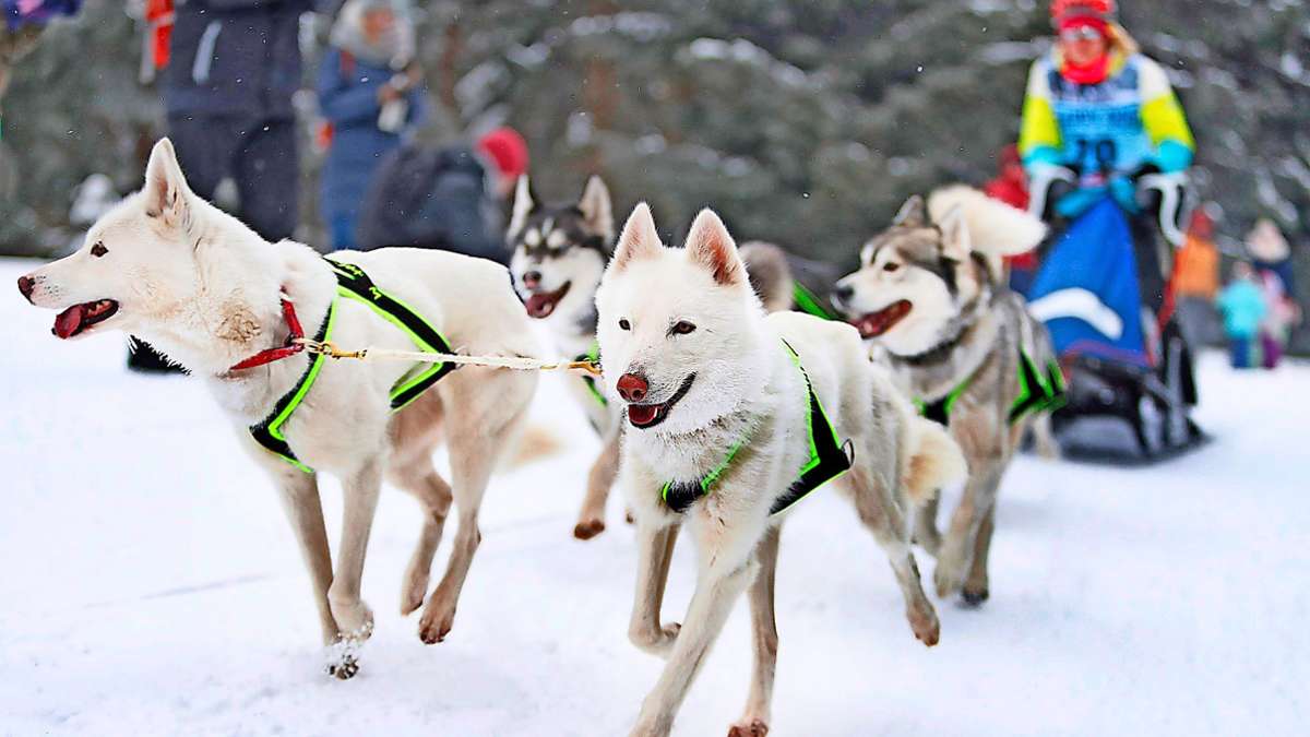 Aus für Rennen in Oberhof: Hundesportler schreiben den Winter ab