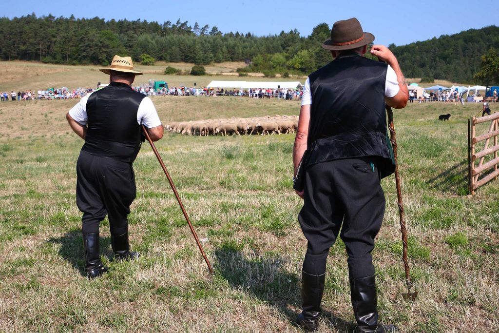 Beim 27. Thüringer Schäfertag in Hohenfelden (Weimarer Land) beobachten Preisrichter eine Herde Schafe.
