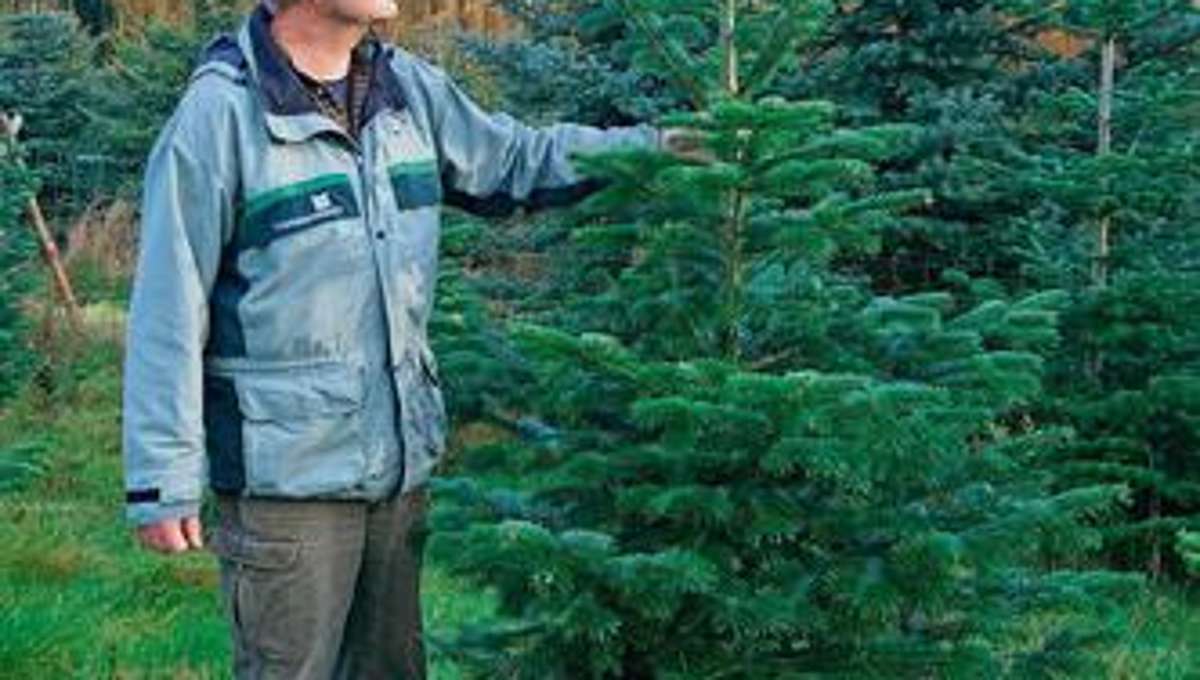 Bad Salzungen: Nordmanntanne wurde zum Mode-Weihnachtsbaum