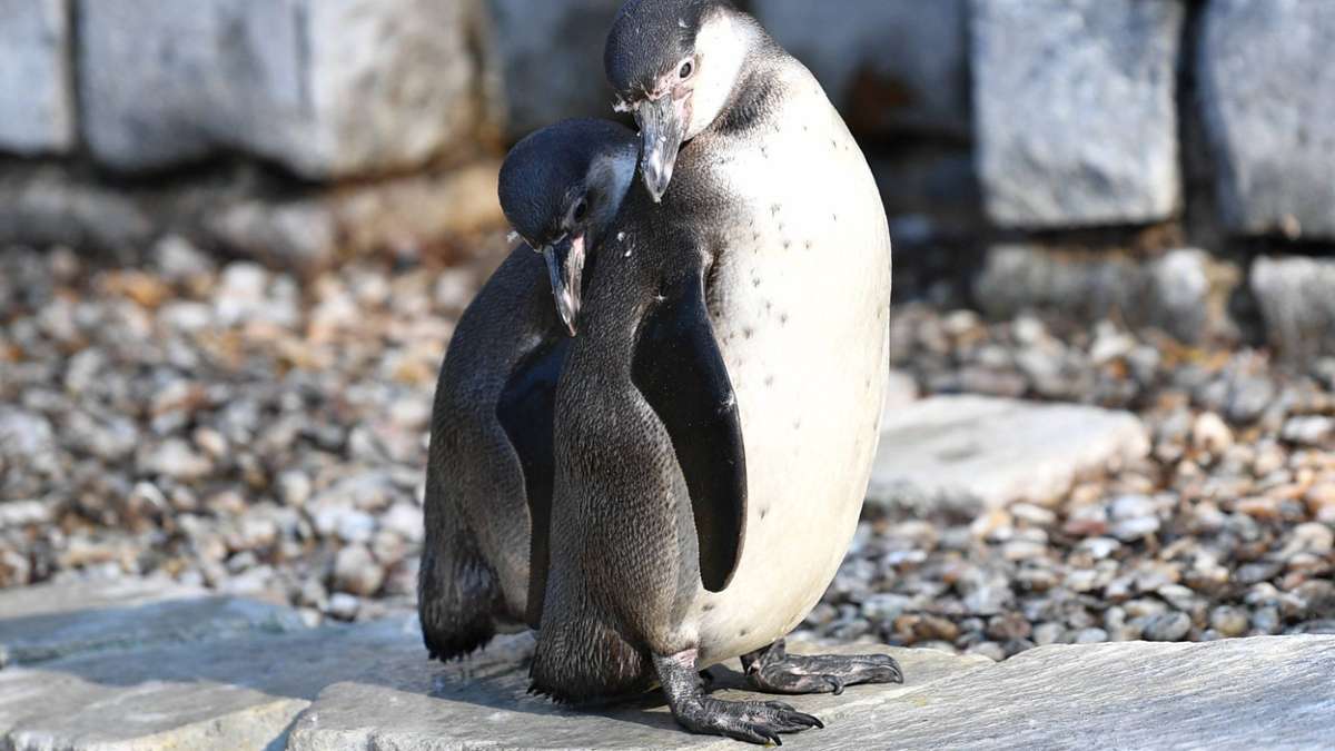 Nachbar-Regionen: Aus Tierpark verschwundener Pinguin ist tot