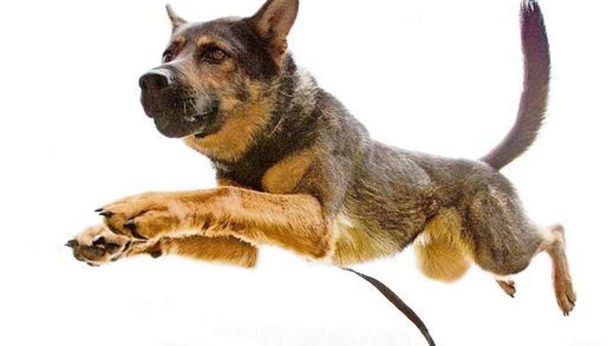 Zella-Mehlis: Giftköder für Hunde in Zella-Mehlis gefunden