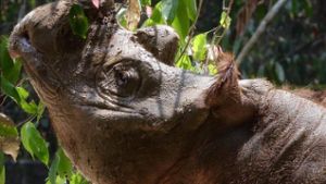 Malaysia will Sumatra-Nashörner retten