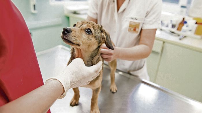 Tierarztbesuch teurer: Gebühren hoch, Spenden runter