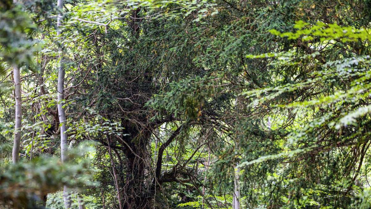 Naturschutzgebiet Ibengarten: Giftiger Schatz vor der Haustür