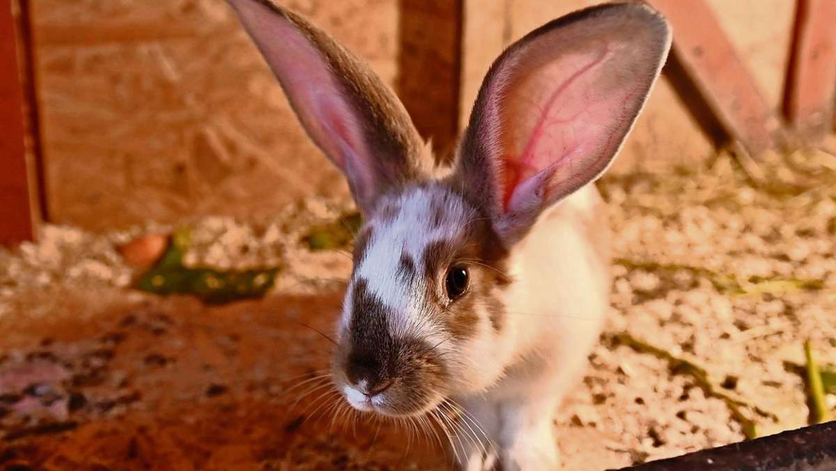 Mengersgereuth-Hämmern: Große Kreisschau mit Kaninchen-Knatsch