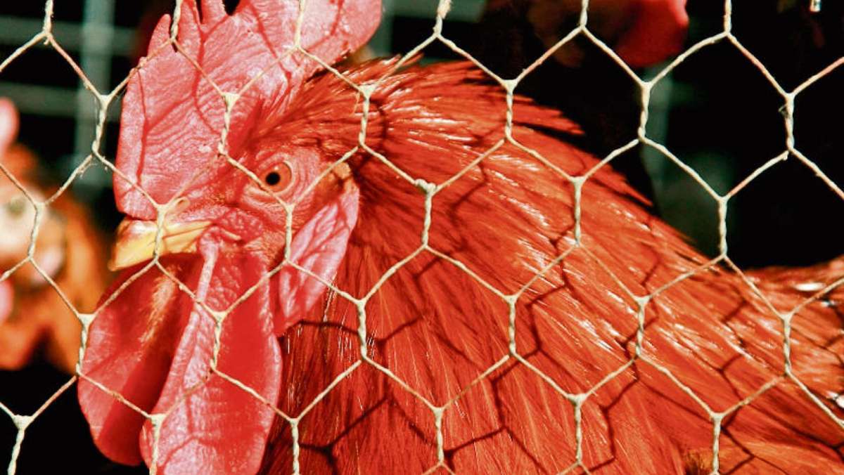 Thüringen: Großkontrolle zu Vogelgrippe gestartet - Ergebnisse nächste Woche