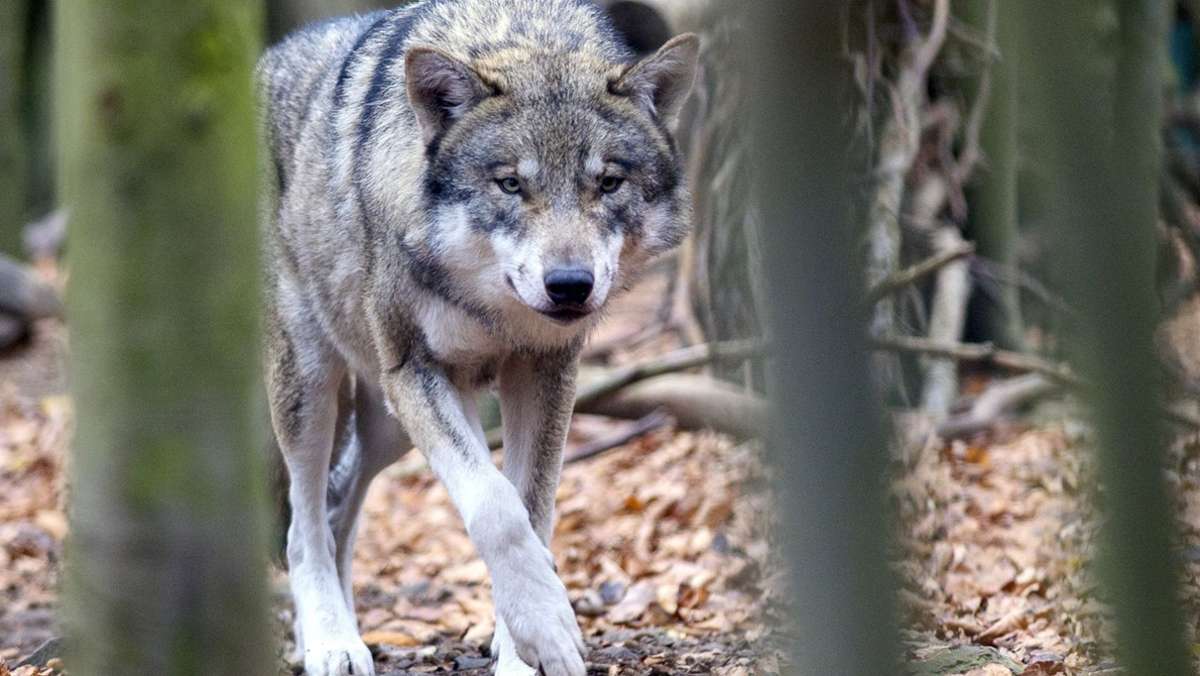 Wolf-Info-Veranstaltung: Kritische Stimmen zur Rückkehr des Räubers