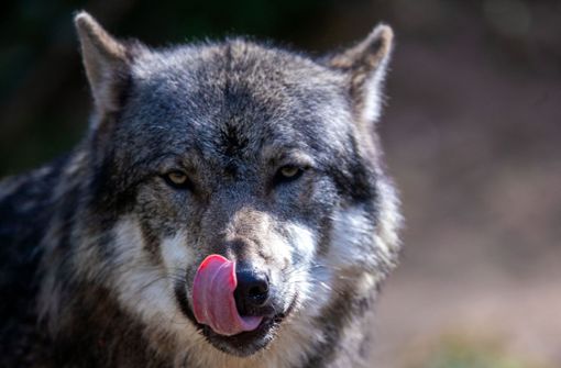 Hat der Wolf wieder zugeschlagen? Foto: dpa