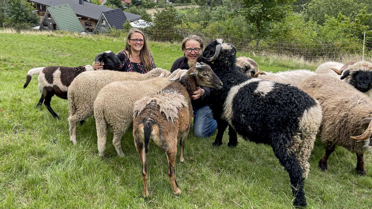 Helfer suchen Hilfe: Kranke Schafe reißen  ein Loch in die Kasse