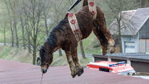 Tierrettung: Pferd Heide schwebt über Langenbach