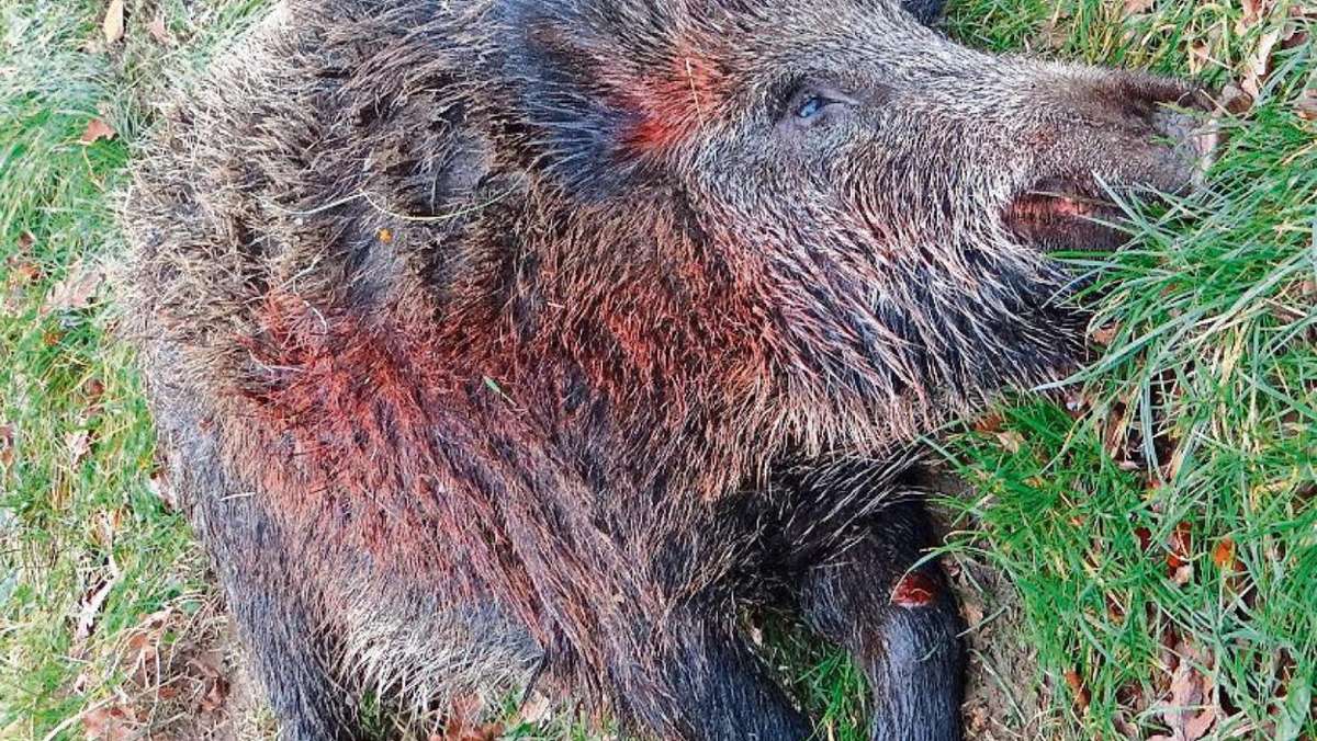 Ilmenau: Die Wildschweine riechen den Braten