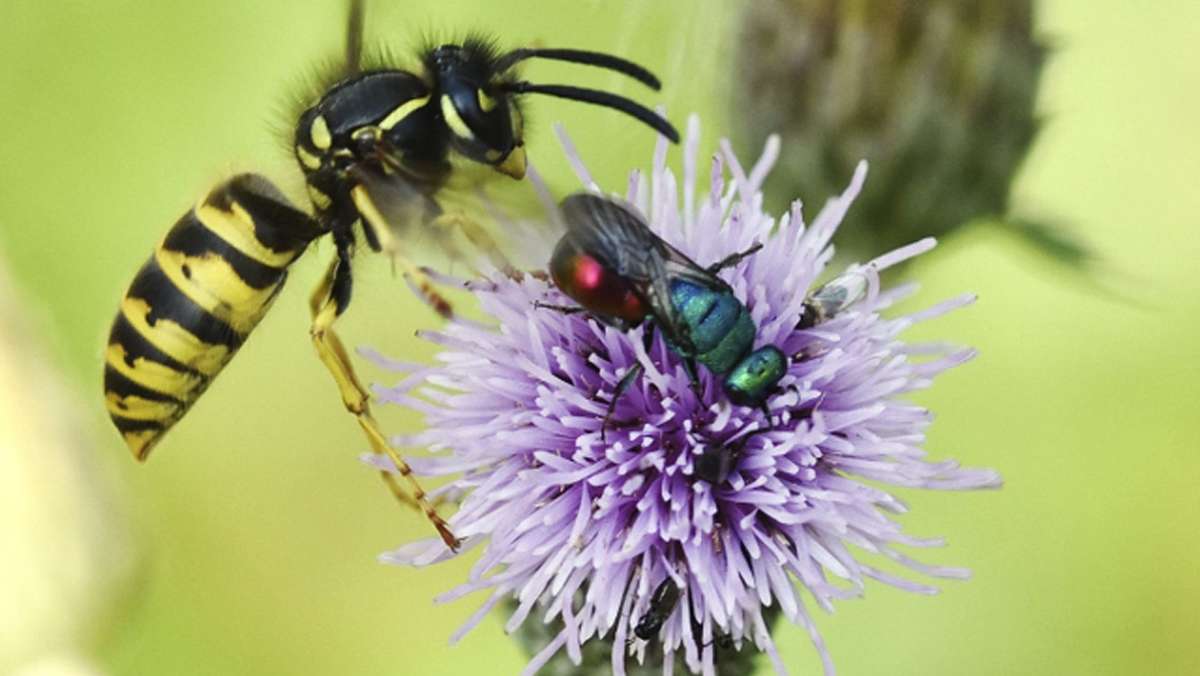 Insektensommer: Nabu ruft zum Insektenzählen auf