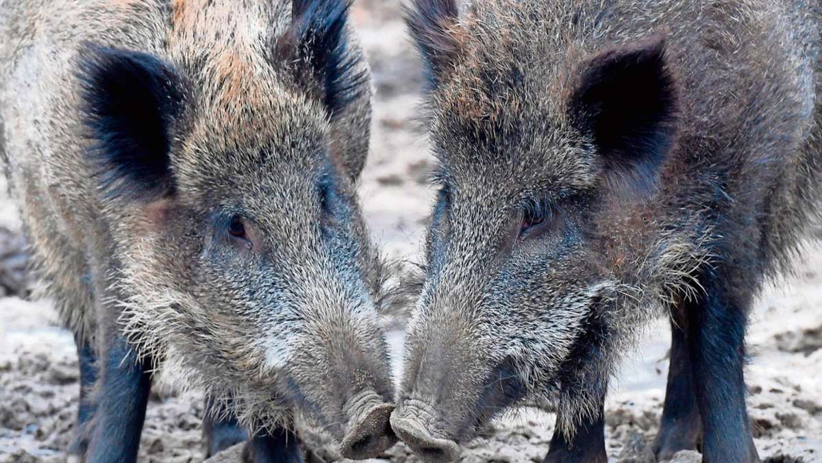 Thüringen: 17 auf einem Streich: Auto kracht in Wildschweinrotte