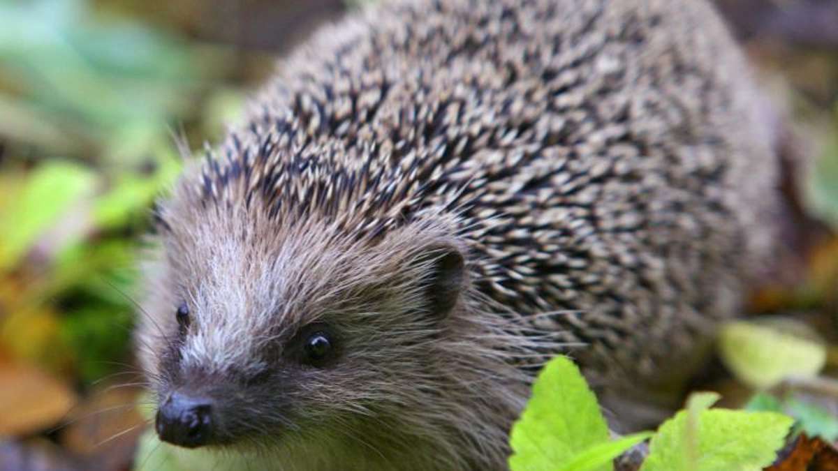 Thüringen: Eierlikör-Igel werden nach Ausnüchterung auf Zoo-Gelände ausgewildert