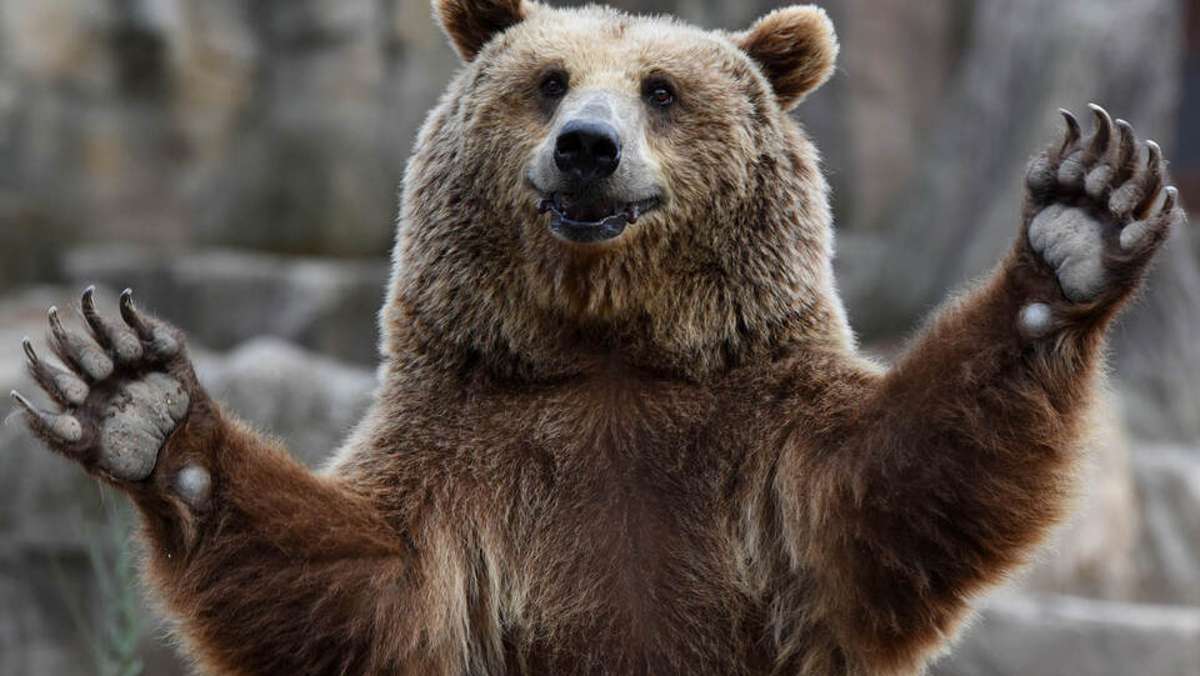Tier gesichtet: Braunbär-Alarm: Polizei durchkämmt Gebiet