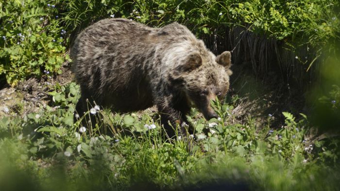 Bären-Sichtung im Oberallgäu: Das sagen Kreisbehörde und Experten zu möglicher Ansiedlung