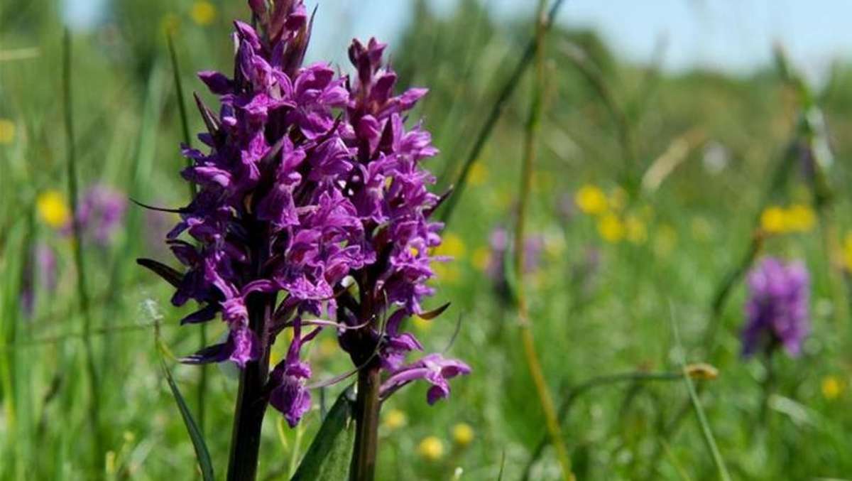Thüringen: Breitblättriges Knabenkraut ist Orchidee des Jahres