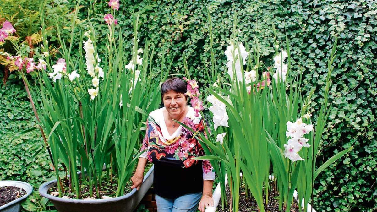 Sonneberg/Neuhaus: In Bad Lauscha gedeihen die Gladiolen bestens