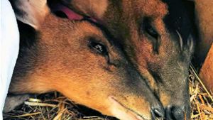 Trauer um Tiere: Besucher missachteten Regeln